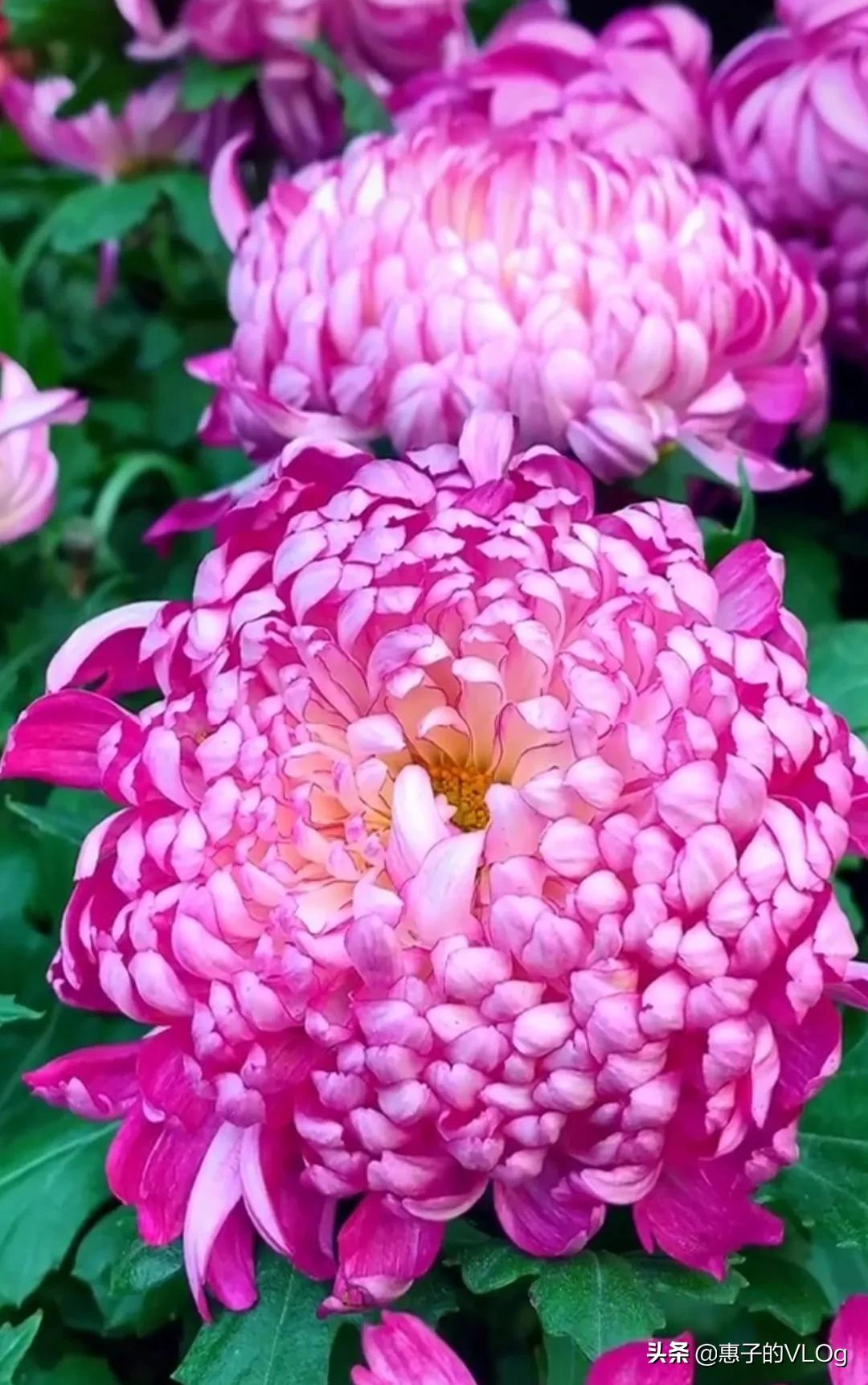 每朵花儿都有它盛开的意义,每一朵花开都有它的意义