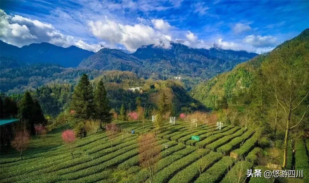 圣寿峨眉庆重阳,雪芽飘香万年长