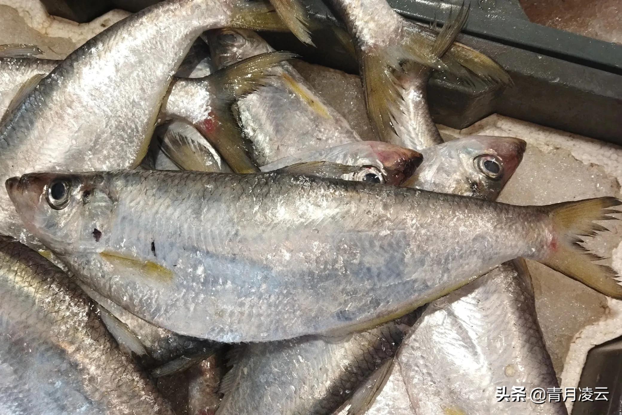 海鲜市场常见海产品图鉴,海鲜市场常见海产品图鉴表图例