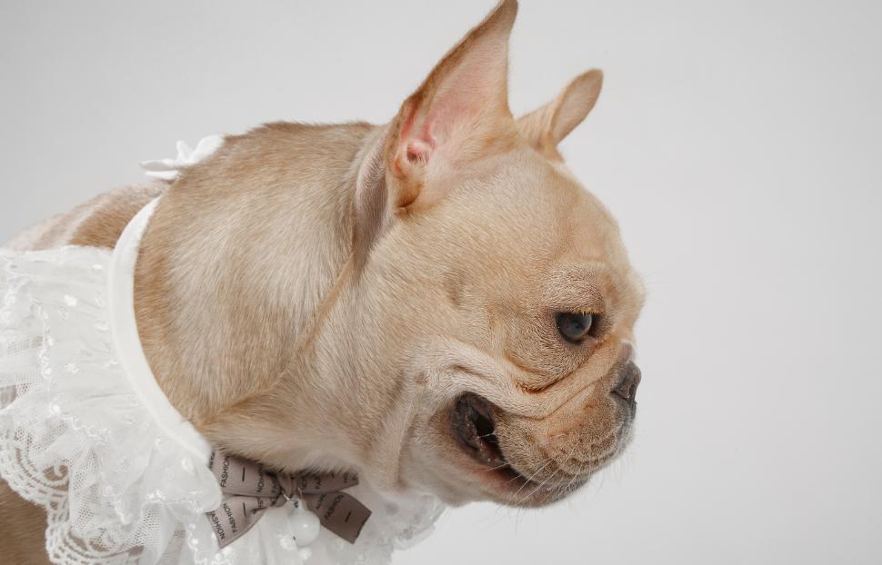 法斗生产过程多长时间算难产,法斗生孩子为什么要剖腹产