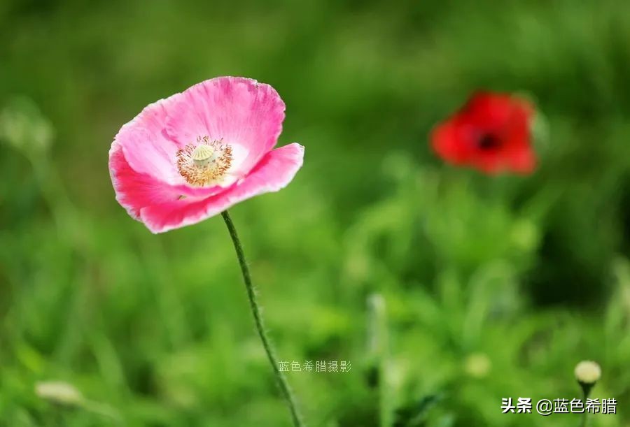 花花草草怎么拍出高级感,如何拍出惊艳的花卉