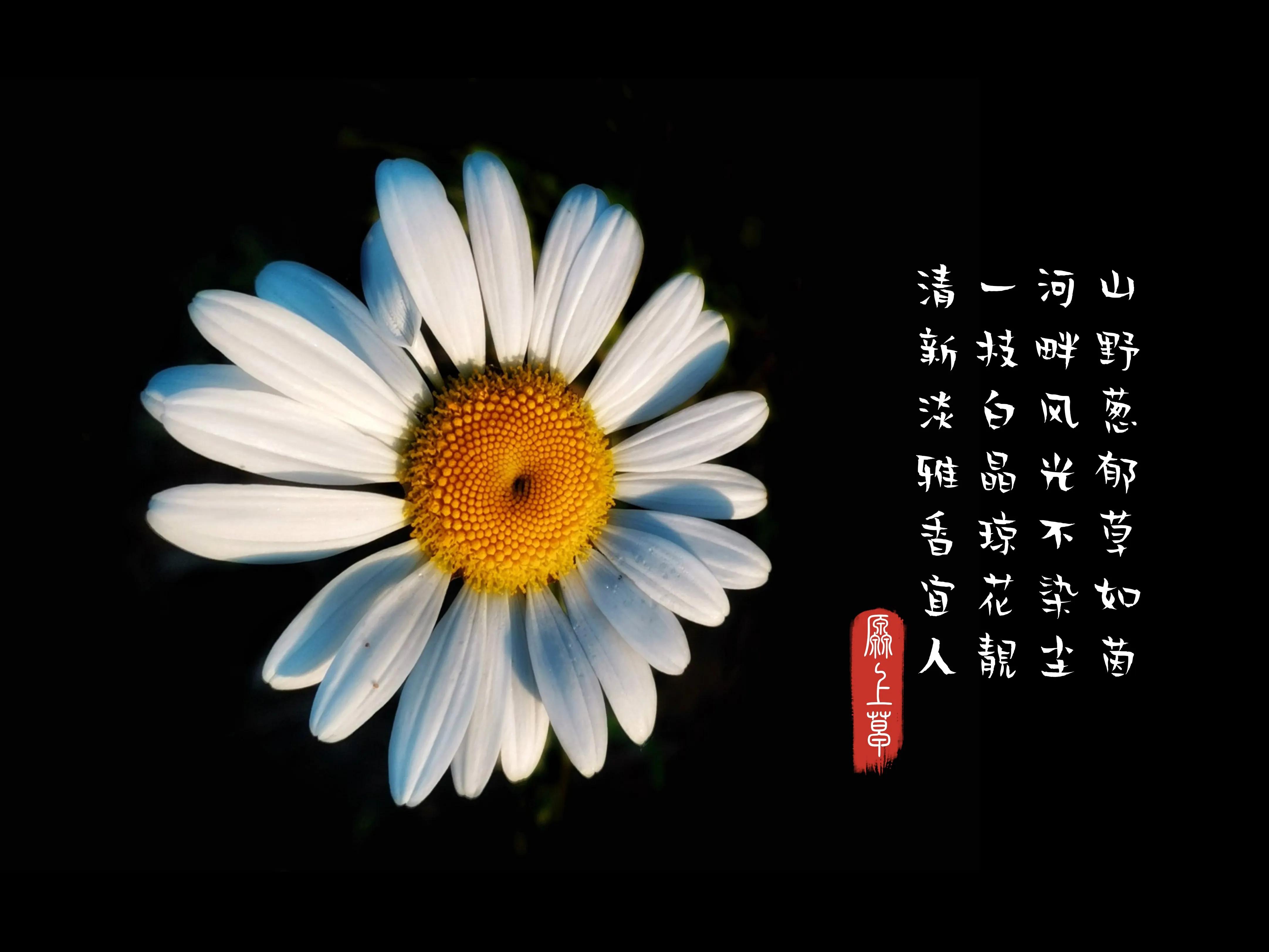 百花酿诗韵芬芳留人间（一）