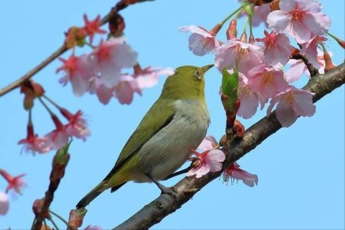 夏天下雪的诗词,朱湘的诗词夏天
