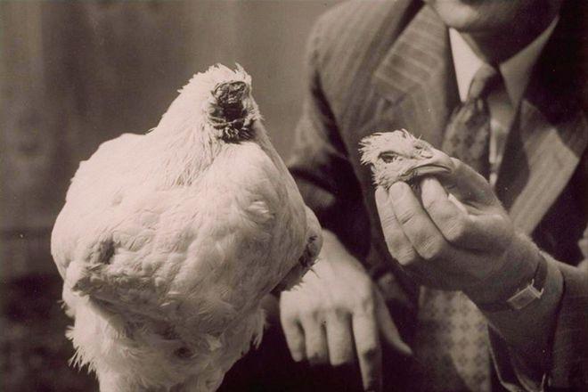 美国无头鸡的传奇,美国无头鸡原视频