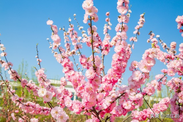 榆叶梅病害有哪些,榆叶梅的观赏特性有哪些呢