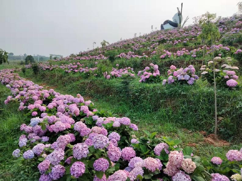 放假去哪里玩又便宜又好玩成都,假期去哪玩便宜又好玩儿成都
