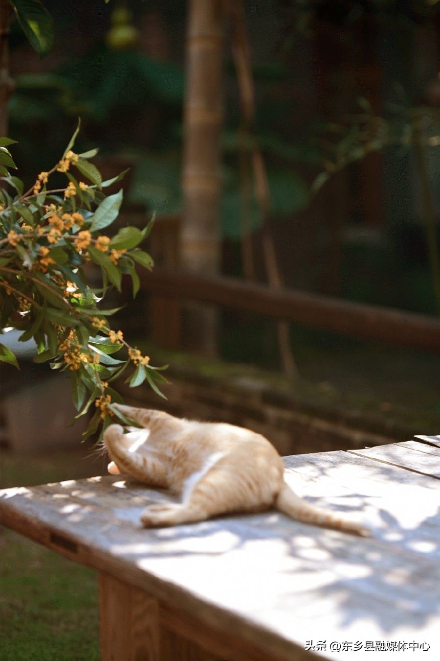 秋天丰收的雅称大全,秋天的雅称有哪几种