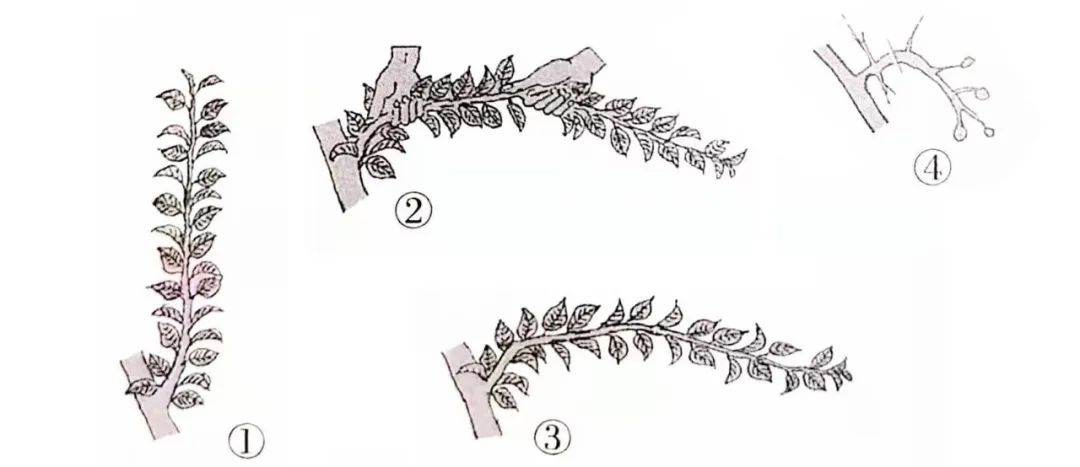盆景一二三级枝修剪,盆景修剪的九大技法
