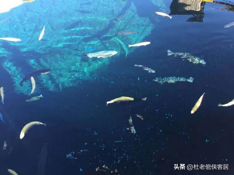 日本忍野八海值得去吗,忍野八海游玩