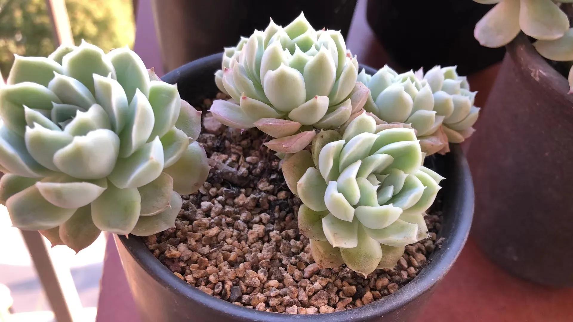 朋友家好多多肉怎么夸赞,朋友养的多肉太震撼