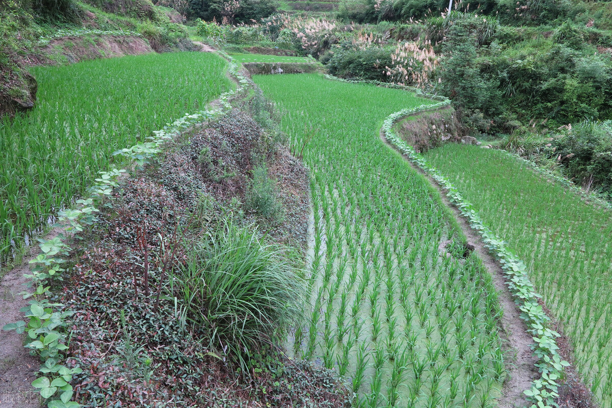 湖南省2023年水稻二化螟综合防控技术方案
