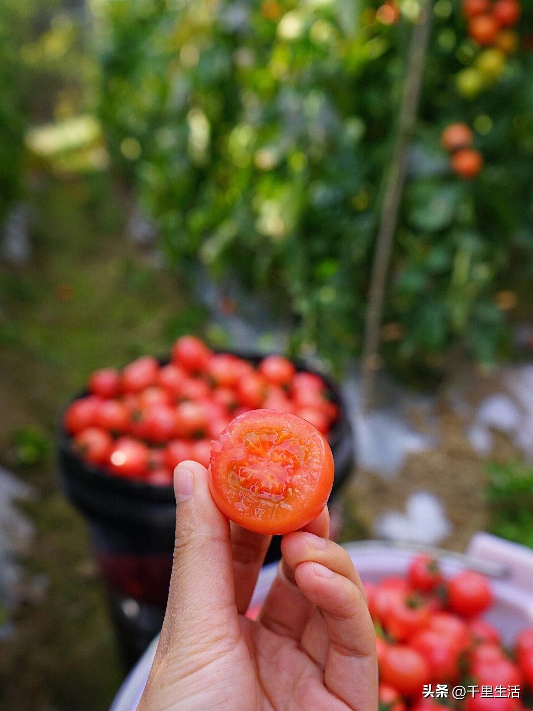 海南千禧樱桃圣女果,新鲜樱桃圣女果