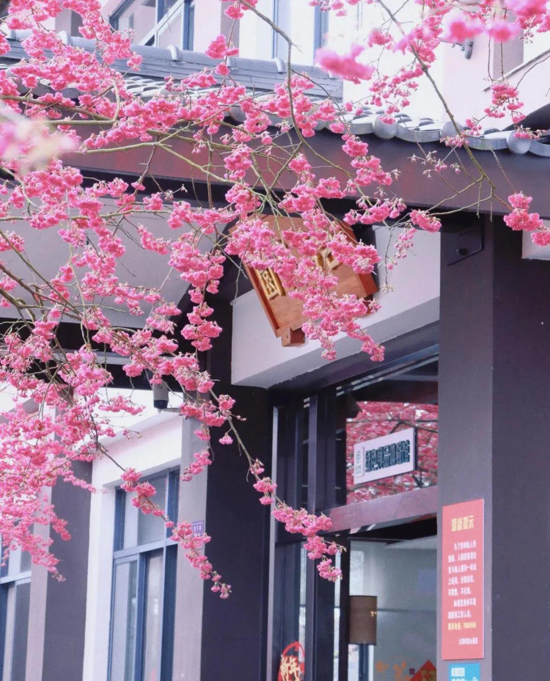 昆山樱花与日本樱花,来这里可以赏到中国最美樱花