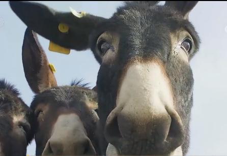 小伙三年养了4000头母驴，感情深厚一头也不卖，但一天还净赚4万