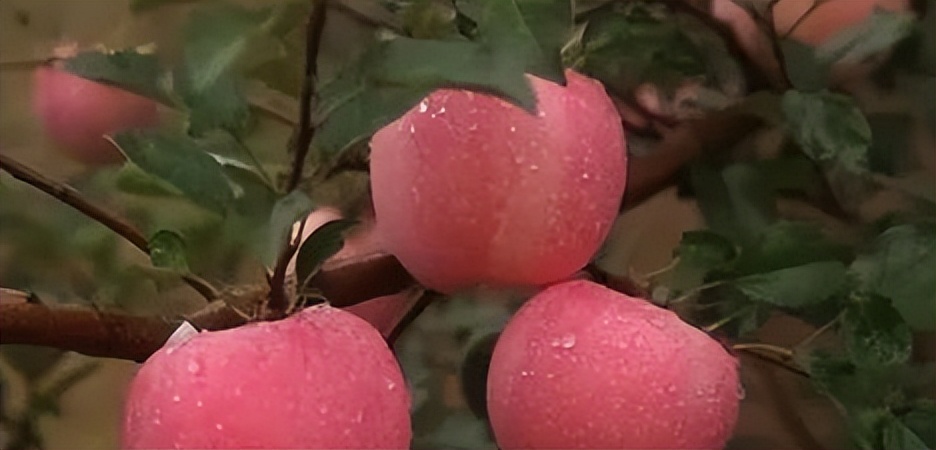 全国最好吃的苹果品种,全国哪的苹果最好吃