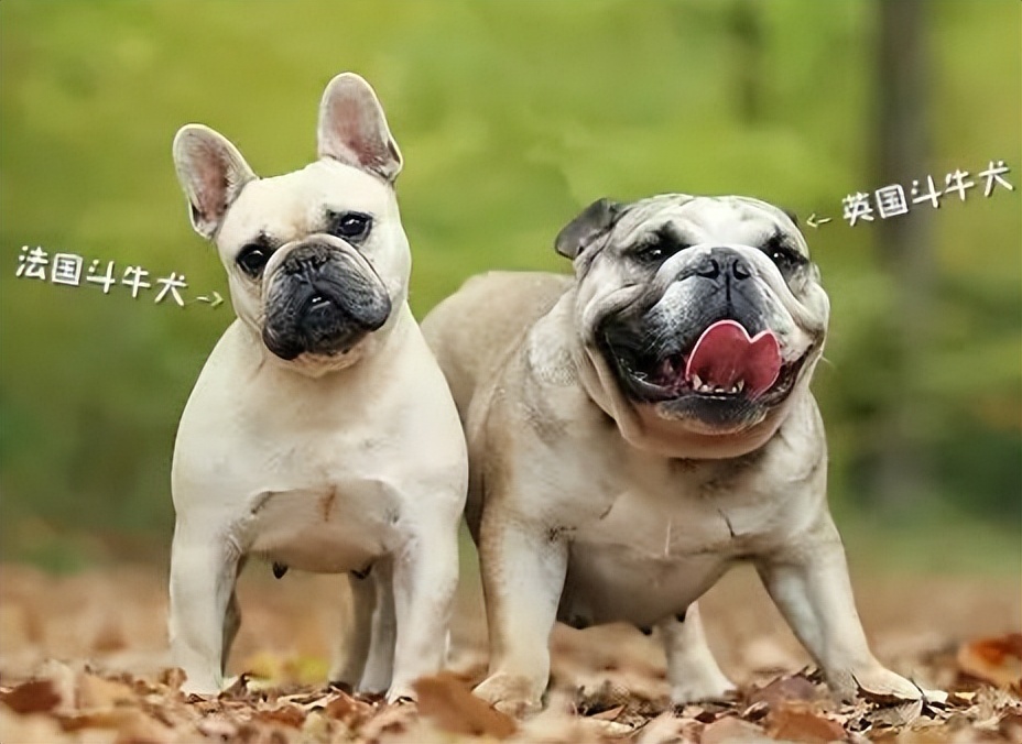英斗和法斗哪个凶,法斗和英斗哪个比较好