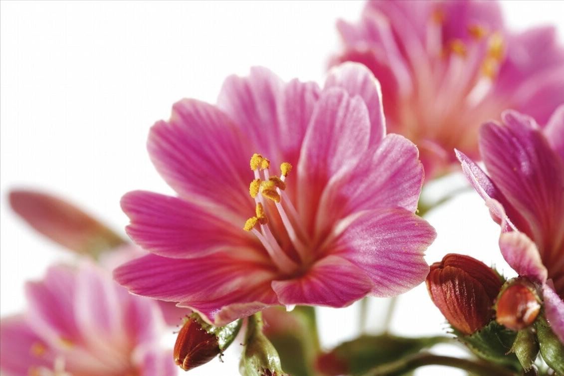 《中国大百科全书（第2版）》读书笔记03147-被子植物门