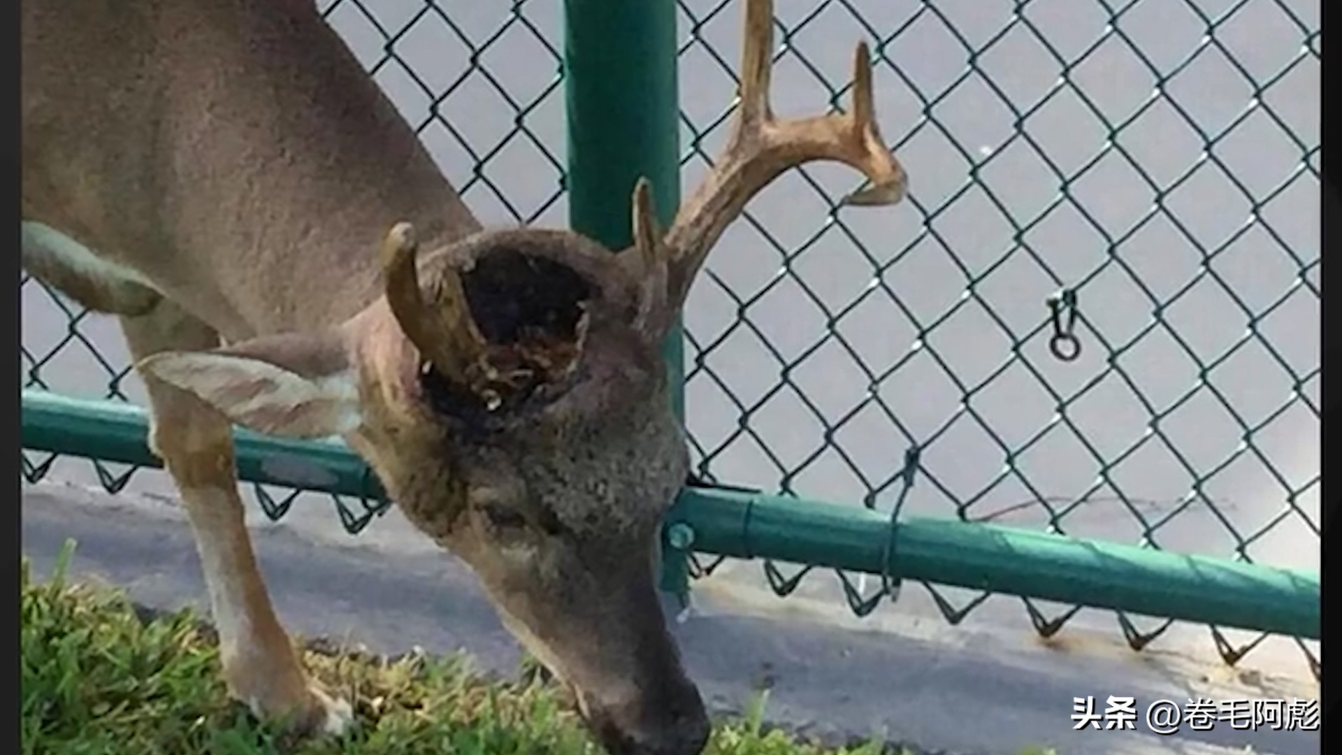 美国女子吃蜱虫被咬死,美国女子被虫子咬