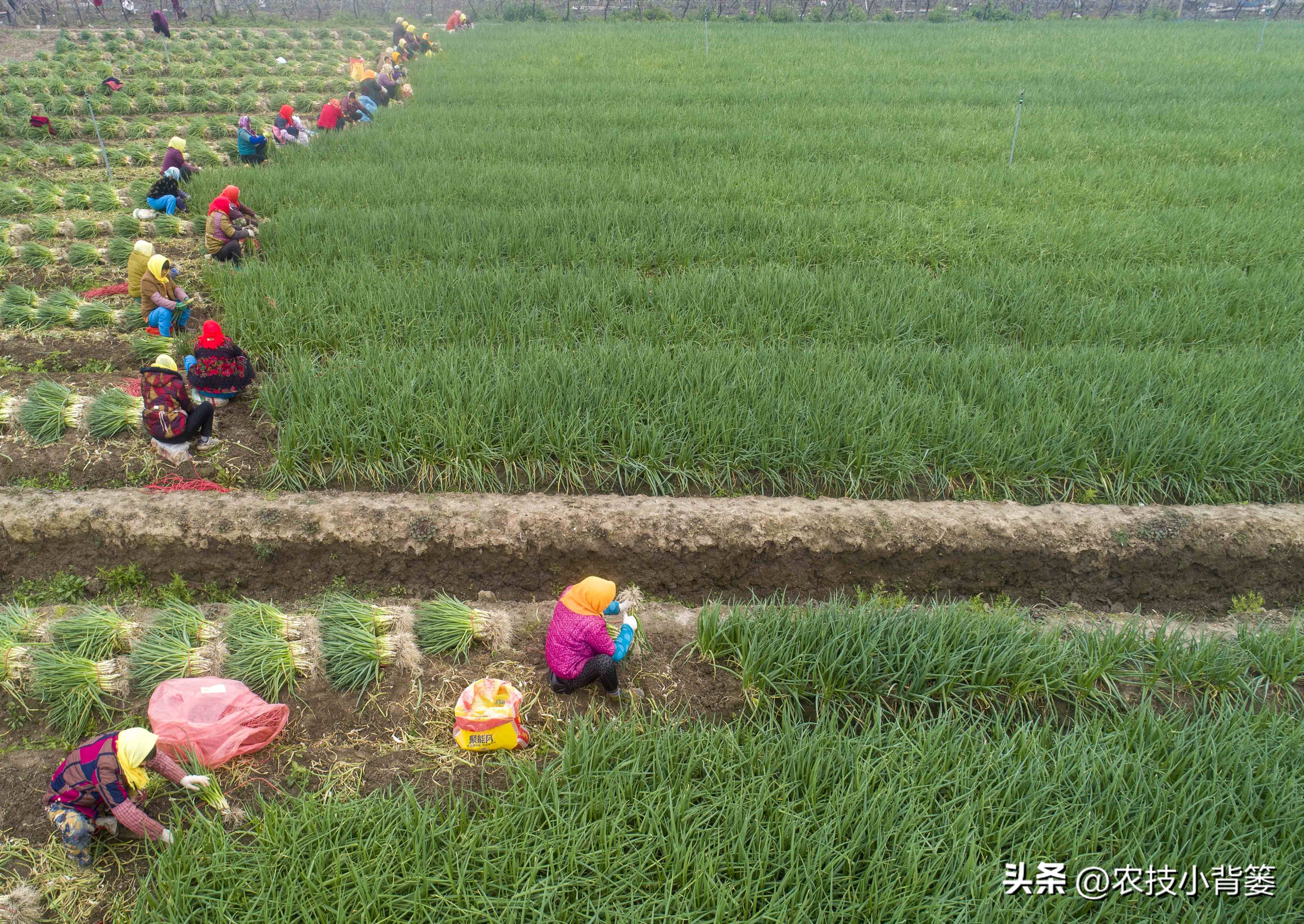 小香葱种植时间和方法视频,小香葱的种植方法和时间