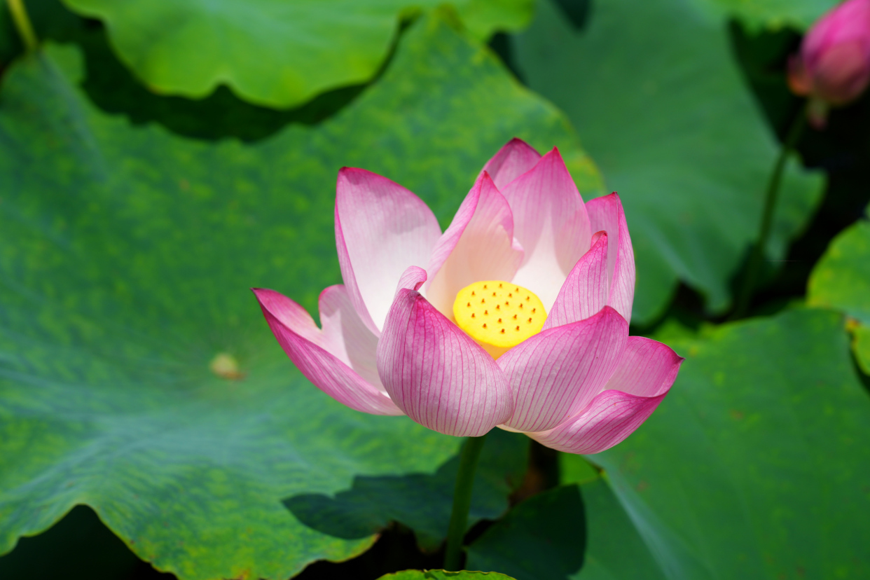 沙家浜旅游最佳季节,常熟沙家浜冬季旅游