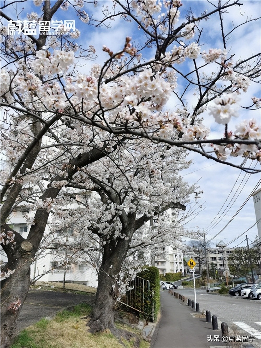 申请日本留学读研究生,去日本留学硕士申请条件
