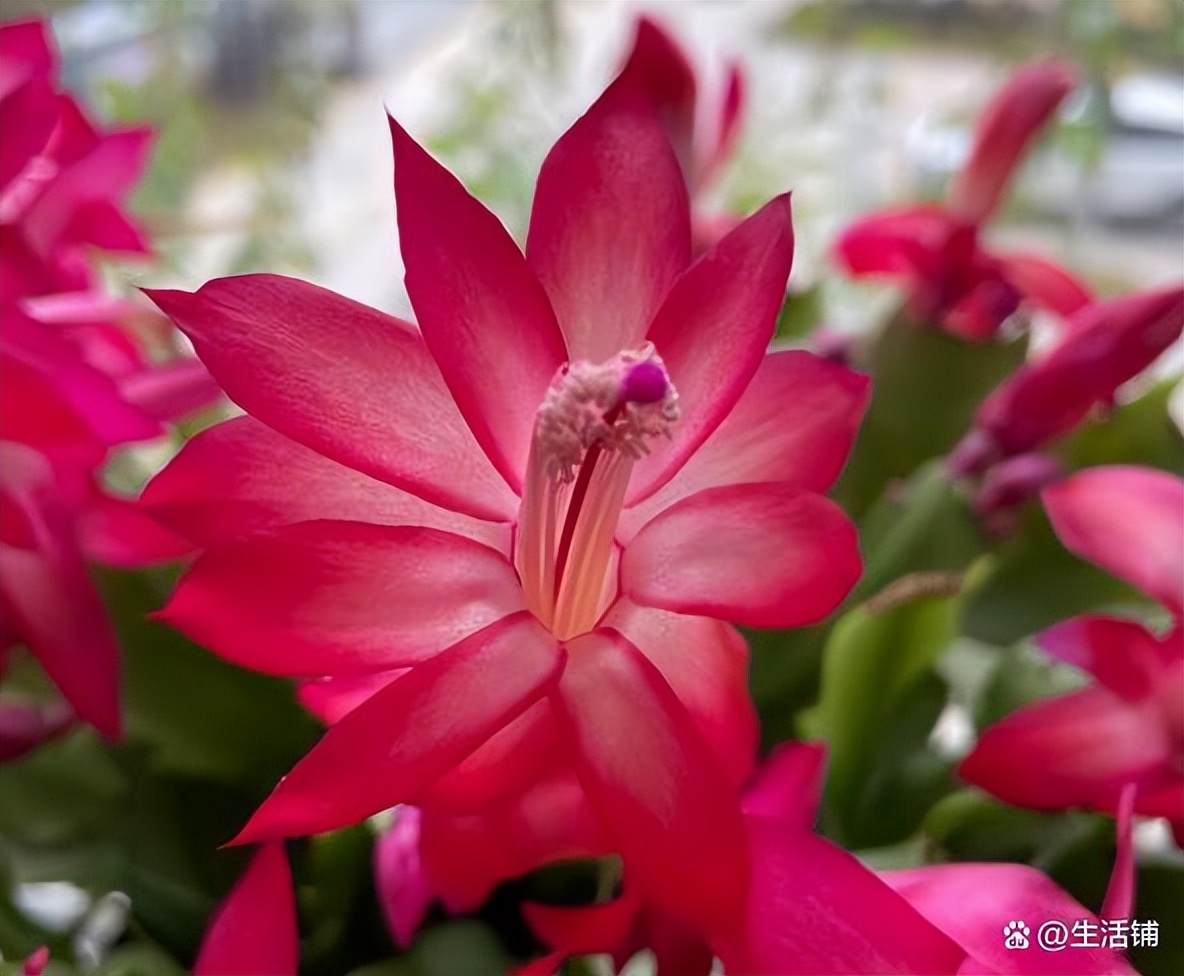 蟹爪兰烂根最好的处理方法,蟹爪兰烂根的补救方法和注意事项