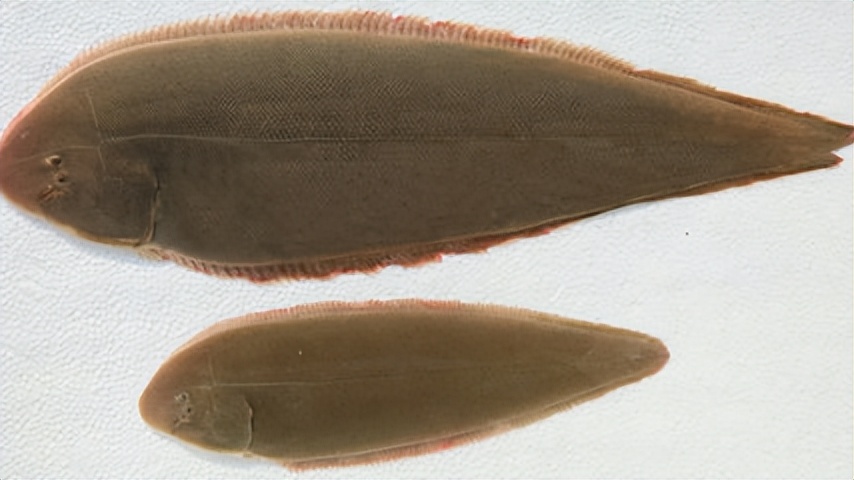 中国地理标志农产品品牌展播,潍坊名优农产品有哪些