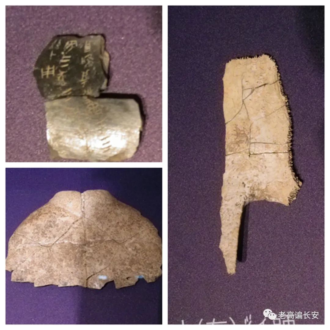 假期参观陕西考古博物馆,陕西考古博物馆开馆直播