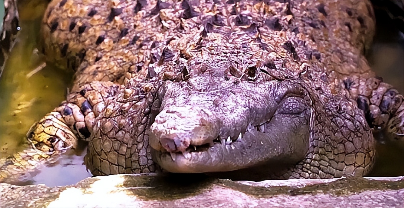 炒股最牛的大佬徐翔,十大股神徐翔