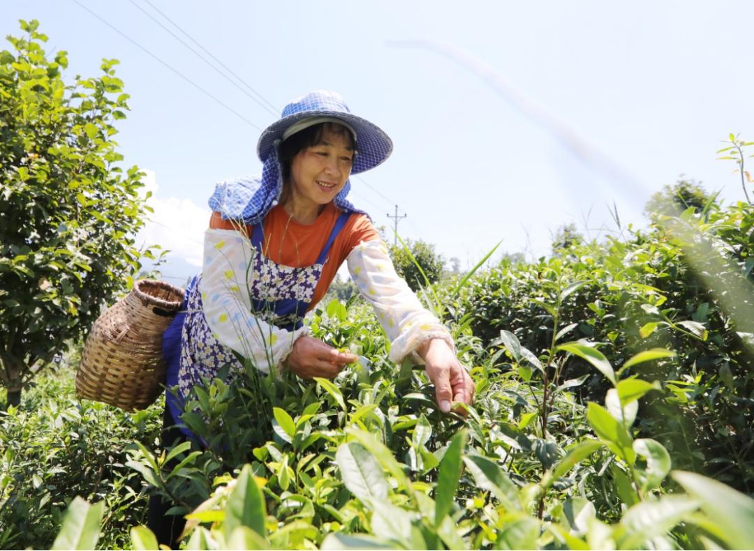重庆市开州区乡村振兴产业图片,重庆开州区乡村振兴文件