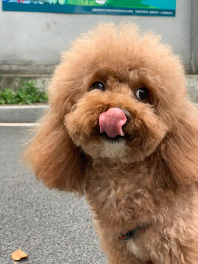 1岁泰迪的饲养方法是什么,一岁泰迪狗怎么养新手必看科普