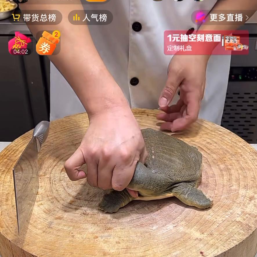 杀甲鱼做甲鱼的全过程,如何杀甲鱼从背后开始拿剪刀来剪