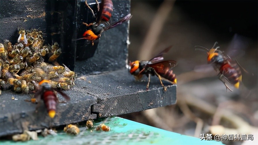 入侵海外的魔王，竟是云南人的宠物？三针能蛰死牛还被大量养殖