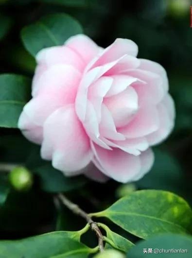 山茶花纯音乐,山茶花