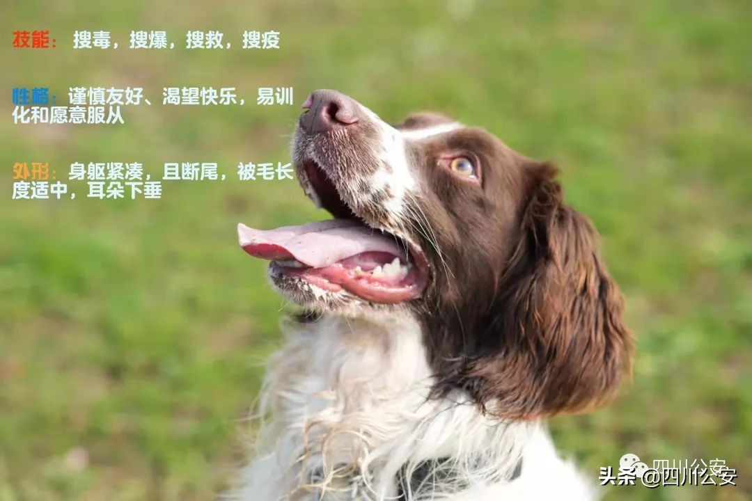 阿尔法日记美白乳,阿尔法的日记