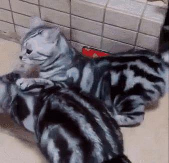 养猫一时爽火葬场,撸猫一时爽养猫火葬场