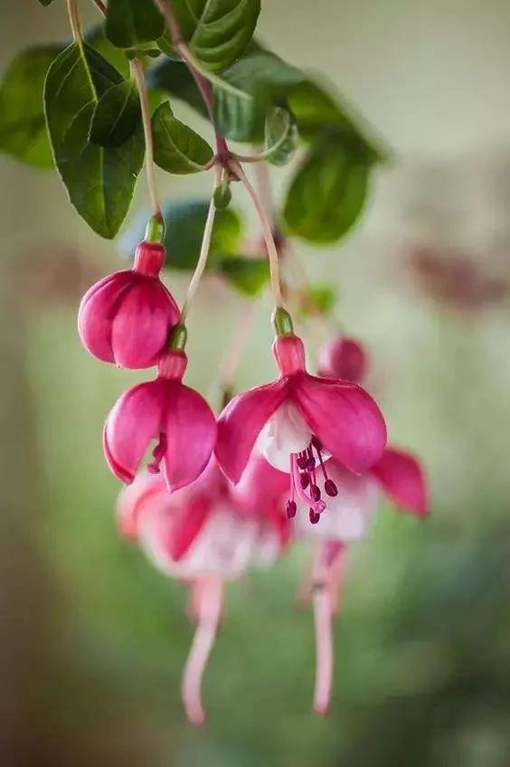 花朵壁纸横版,花朵招财壁纸