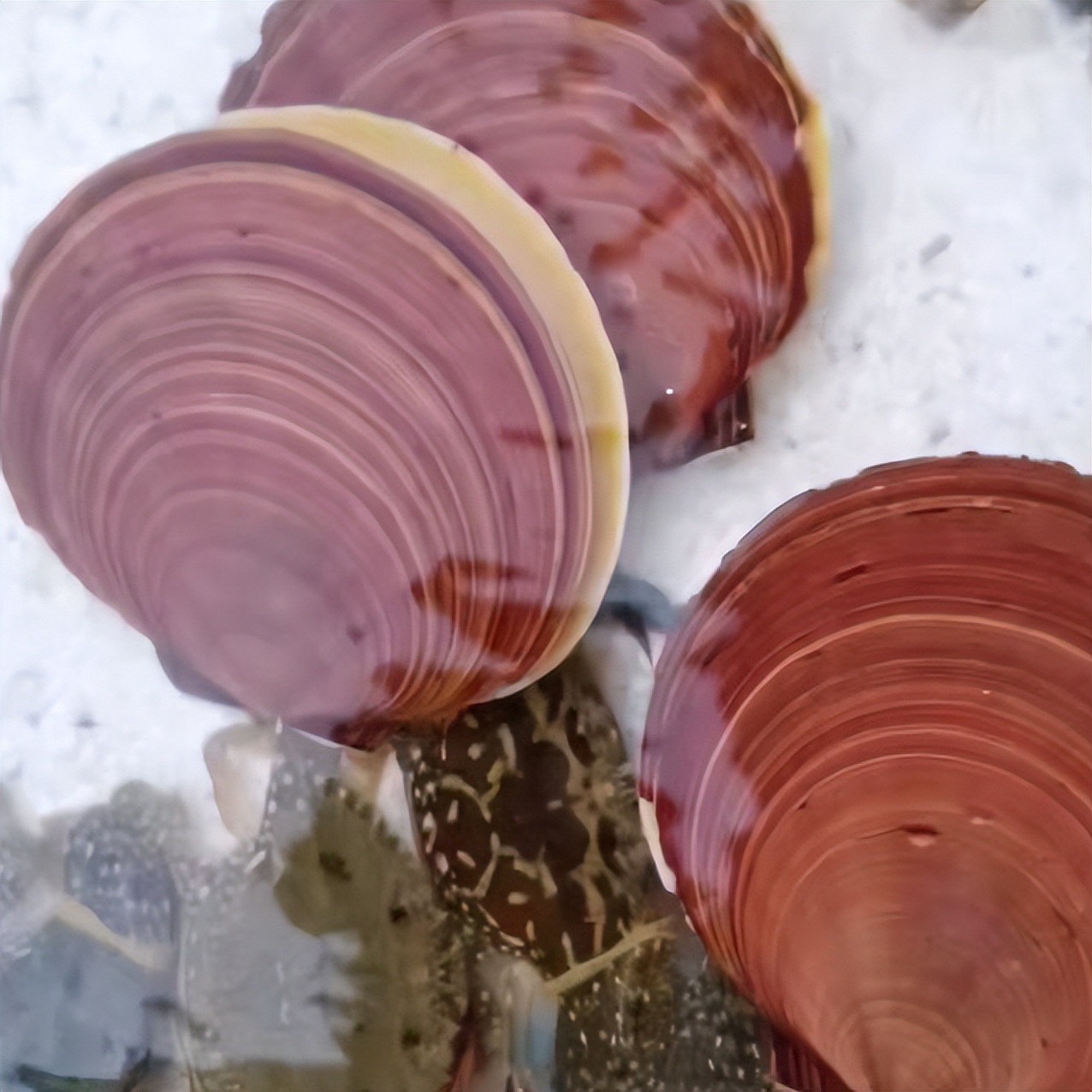 海南海鲜贝类有哪些,海南海鲜贝类