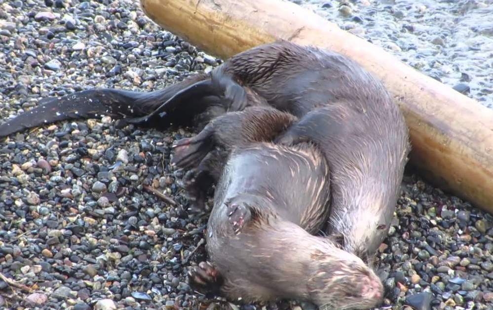 交配明明是为了繁衍后代,为什么雄性海獭,要将雌性折磨致死?