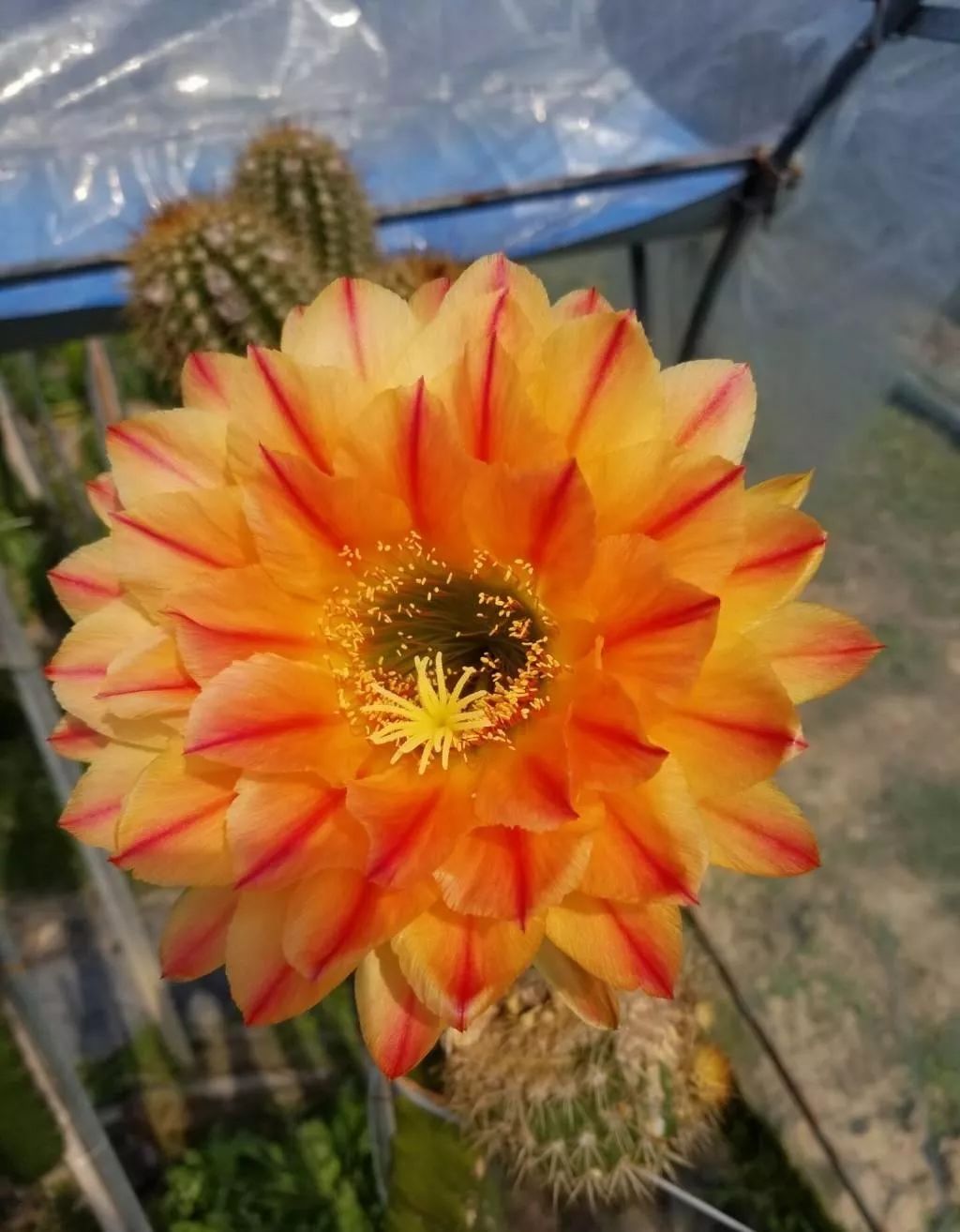 200种·仙人球开花图鉴，大开眼界，美到爆