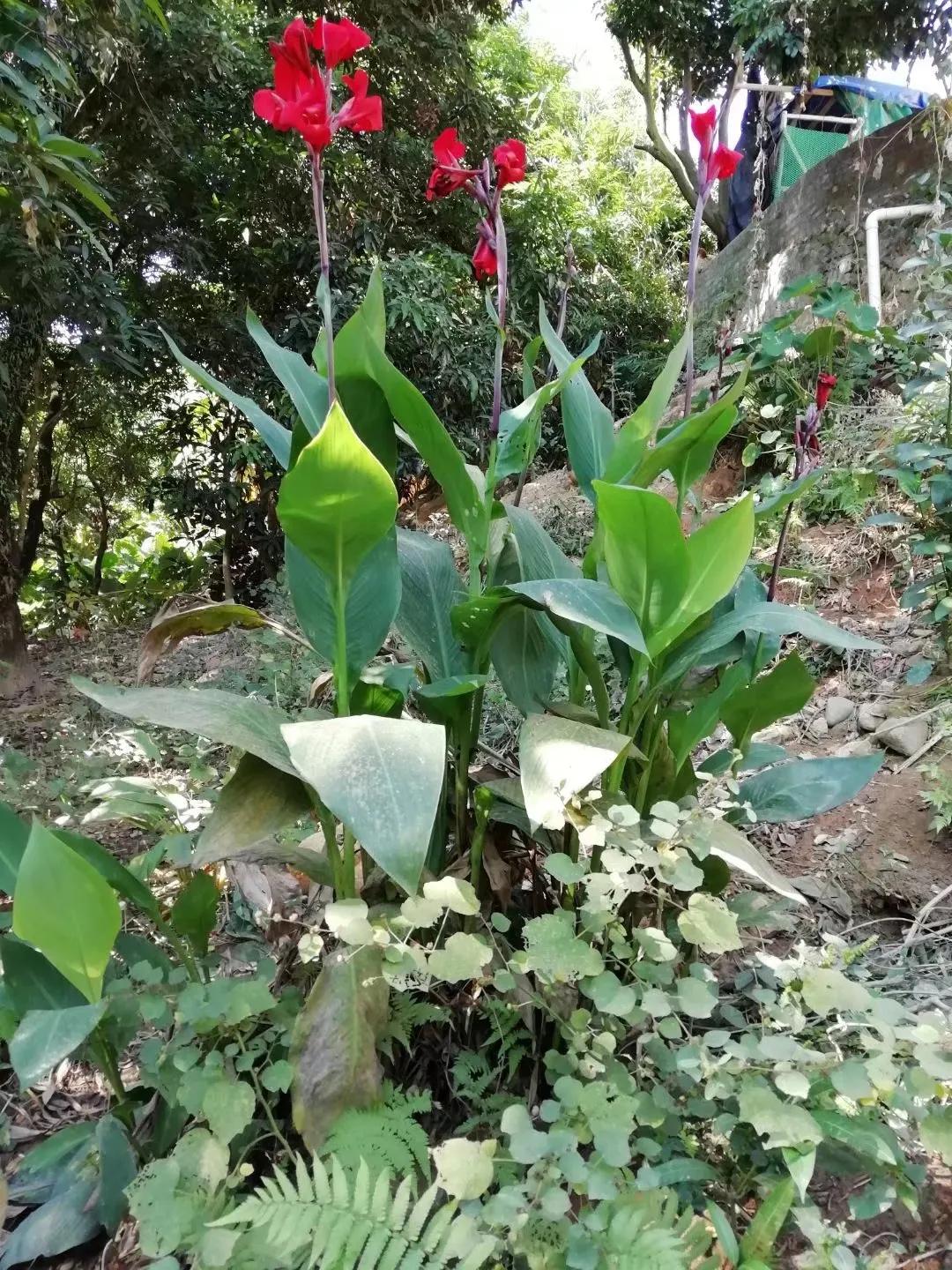 植物多样性的认识,怎么快速认识植物