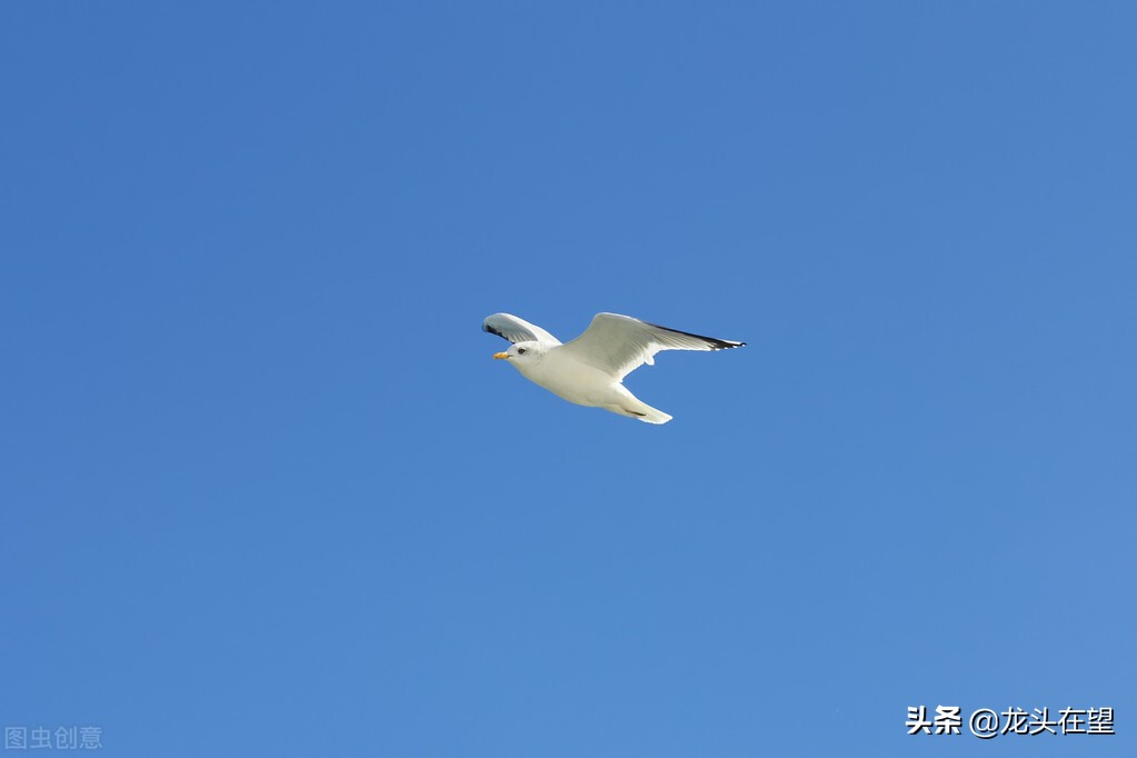 有一种凄美的爱，就是能死在爱人的怀中—重读《白鸟之死》