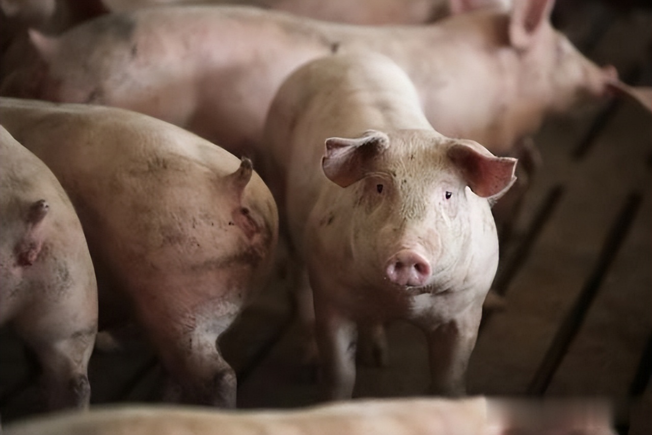 夏天猪可以冲水吗？夏天怎么给猪洗澡？猪每天都要洗澡吗？