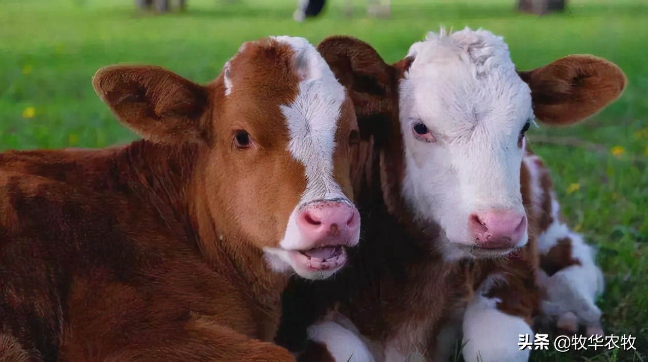 牛感冒用什么药退烧快,牛感冒了用什么药物治疗