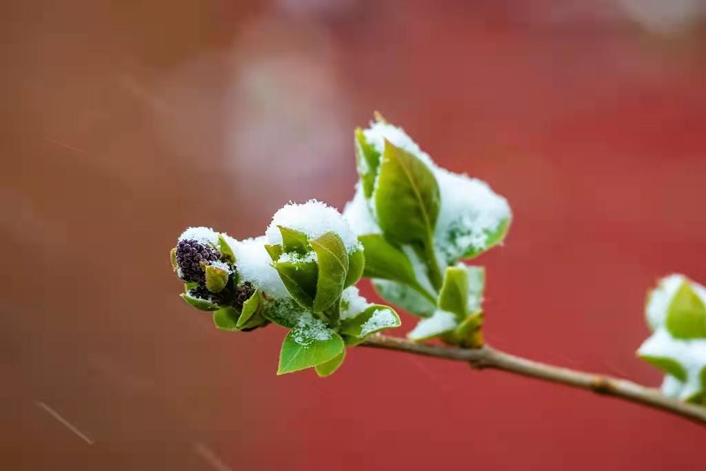 鹧鸪天四月曹建成,鹧鸪天包饺子曹建成