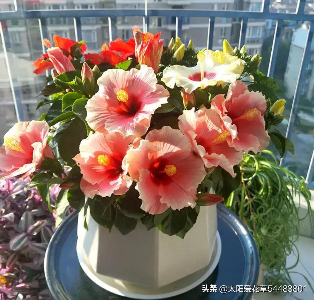 最好养的十种花种秋冬季,常年开花又好养的花盆栽推荐