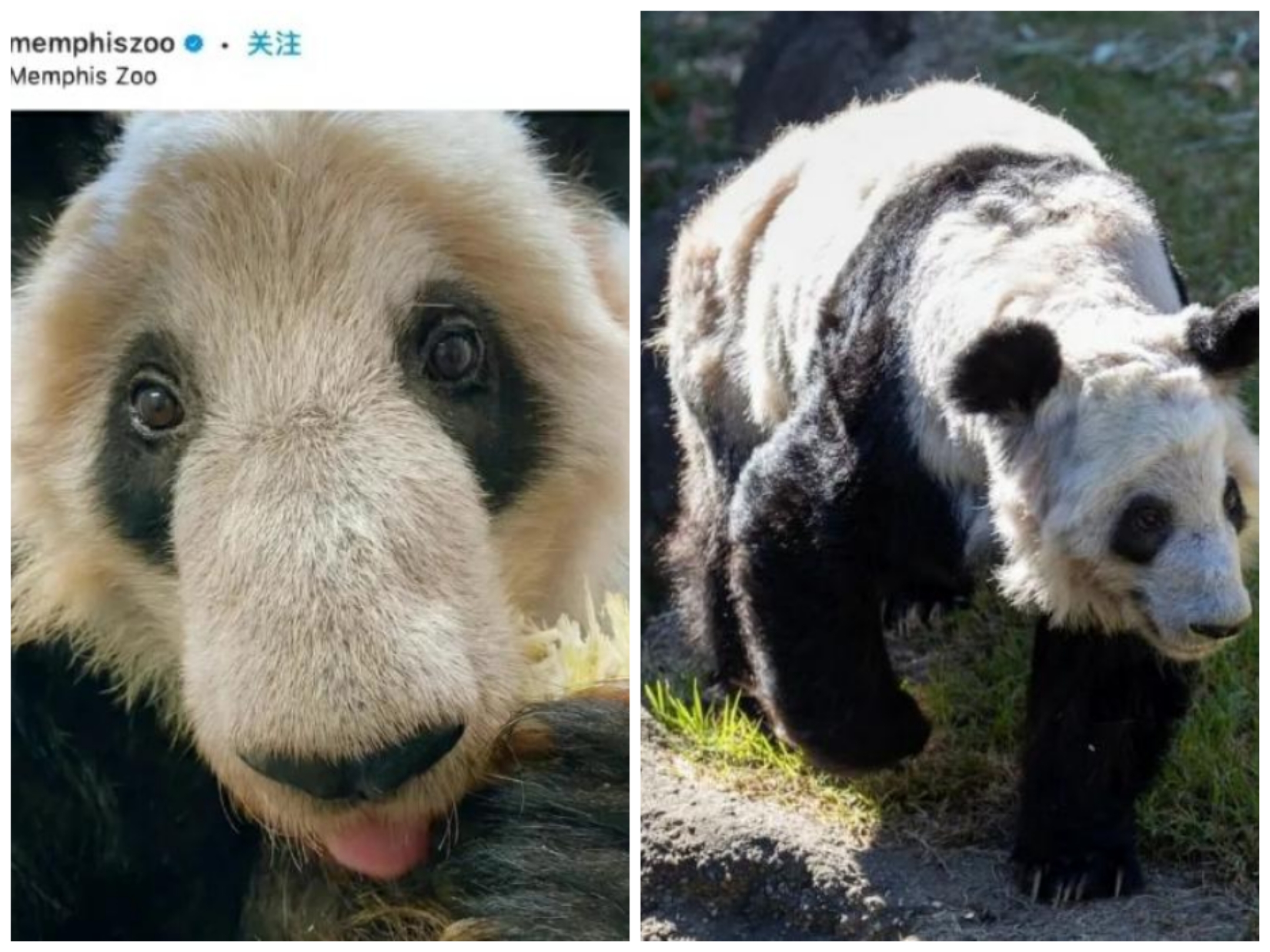 万人*愿请**国宝回家，留美熊猫遭遇了什么？