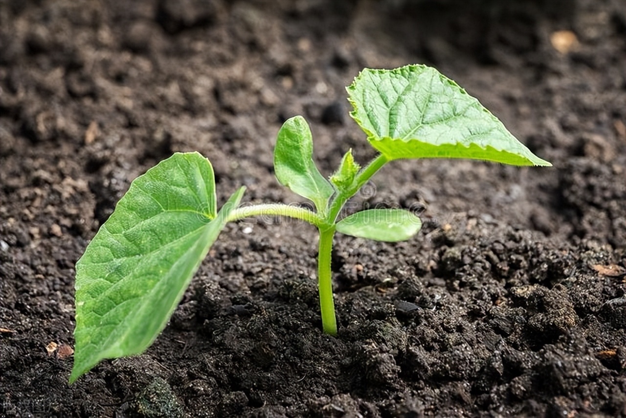 蔬菜苗移栽后如何迅速缓苗,蔬菜分苗方法和技巧