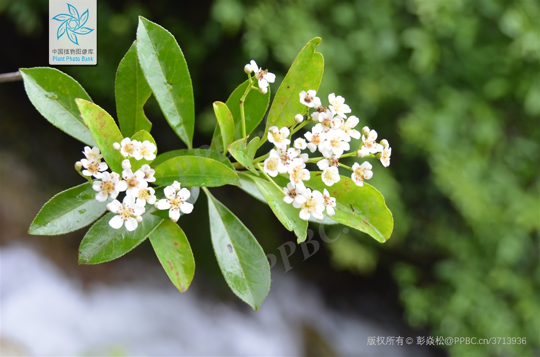 森禾红叶石楠,森禾2.0