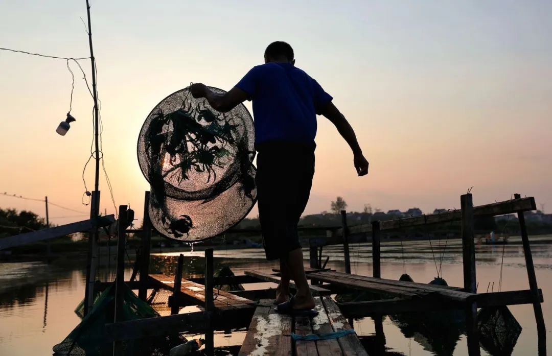 拼多多大闸蟹店铺推荐,拼多多超大青蟹要多少钱